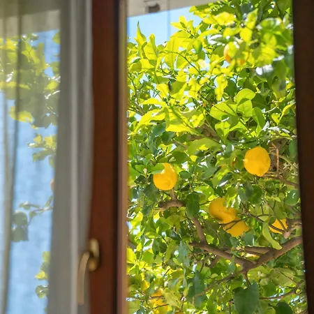 Sweetsimius 维拉西米乌斯